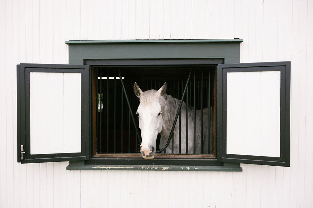 Horse looking through a barn door at Ashbourne Farms in La Grange, Kentucky. 
