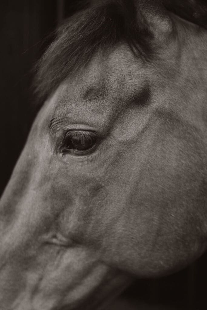A black and white portrait of a horse. 